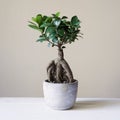 Bonsai ginseng or ficus retusa