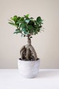 Bonsai ginseng or ficus retusa