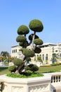 Bonsai, Grand palace