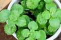 Bonsai green leavf plant close up Royalty Free Stock Photo