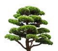 Bonsai green pine tree isolated on white Royalty Free Stock Photo
