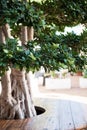 Bonsai green tree Royalty Free Stock Photo
