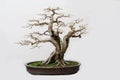 The bonsai of hackberry Royalty Free Stock Photo