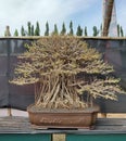 bonsai that have been around for decades look very haunted