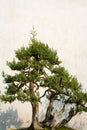 Bonsai at The Humble Administrator Garden, Suzhou Royalty Free Stock Photo