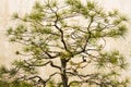 Bonsai at The Humble Administrator Garden, Suzhou Royalty Free Stock Photo