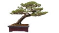 Bonsai potted landscape miniascape dishgarden pine tree