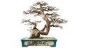 Bonsai potted landscape miniascape dishgarden garden art