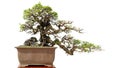 Bonsai potted landscape miniascape dishgarden new buds