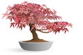 Bonsai of japanese maple