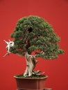 Bonsai from juniper (Juniperus)