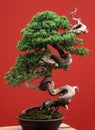 Bonsai from juniper on a red background
