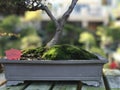 Bonsai Juniper Tree with Moss Royalty Free Stock Photo