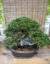 Bonsai Juniperus Chinensis