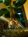 bonsai kelapa lampung indonesia