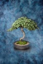 Bonsai Knowledge Wisdom Tree Royalty Free Stock Photo