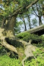 Bonsai-Lagerstroemia indica Linn Royalty Free Stock Photo