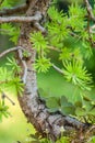 bonsai larch