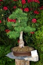 Bonsai larch Royalty Free Stock Photo