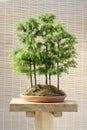 Bonsai larch trees Royalty Free Stock Photo