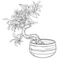 Outline Bonsai tree with small leaves in round flowerpot in black isolated on white background.