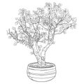 Outline Bonsai tree with small leaves in round flowerpot in black isolated on white background.