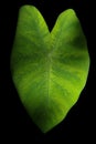 Bonsai leaves on a black background