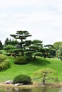 Bonsai like tree