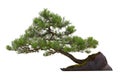 Bonsai - a little home tree