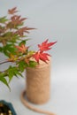 Bonsai maple with red and yellow leaves on light gray background. Royalty Free Stock Photo