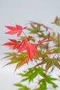 Bonsai maple with red and yellow leaves on light gray background. Royalty Free Stock Photo