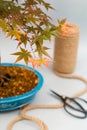 Bonsai maple with red and yellow leaves on light gray background. Royalty Free Stock Photo