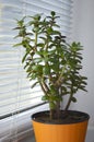 Bonsai money tree. home decor. indoor plant Royalty Free Stock Photo