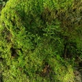 Bonsai moss accessories tanaman hias Royalty Free Stock Photo