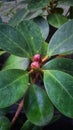 Bonsai Nuga plant with fruits - Sri Lanka Royalty Free Stock Photo