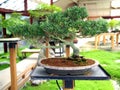 Bonsai Royalty Free Stock Photo