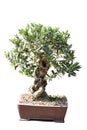 Bonsai of an olive tree in pot Royalty Free Stock Photo