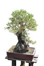 Bonsai of an olive tree in pot Royalty Free Stock Photo