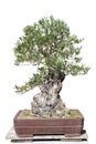 Bonsai of a olive tree in pot Royalty Free Stock Photo