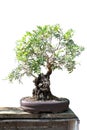 Bonsai of a olive tree in pot Royalty Free Stock Photo