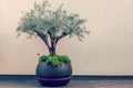 Bonsai Of A Olive Tree In Pot. Decorative olive tree in a planter pot. Royalty Free Stock Photo