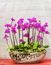 a bonsai of orchid flowers in pot Royalty Free Stock Photo