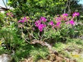 Bonsai ornamental pink hibiscus flower original from Java