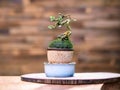 Bonsai ornamental plants in beautiful small pots