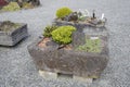 Bonsai outdoor UBC Botanical garden.