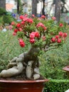 Bonsai at the park in Hanoi, Vietnam Royalty Free Stock Photo