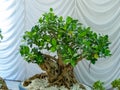 Bonsai of peepal tree.