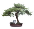 Bonsai pine Royalty Free Stock Photo