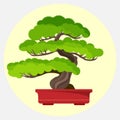 Bonsai pine decorative small tree growing in container vector illustration Royalty Free Stock Photo