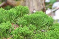 Bonsai pine in the garden